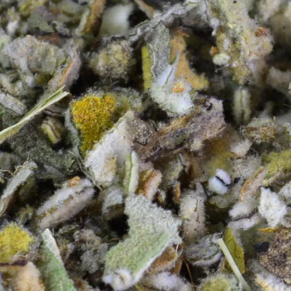 Mullein