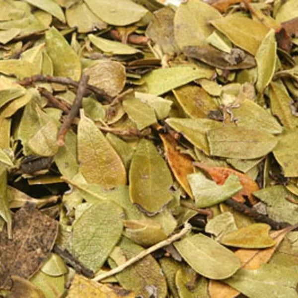 Uva Ursi