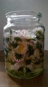 daisies infusing in oil