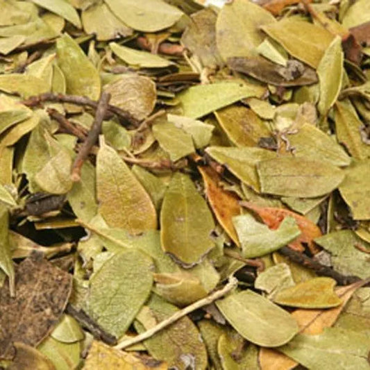 Uva Ursi