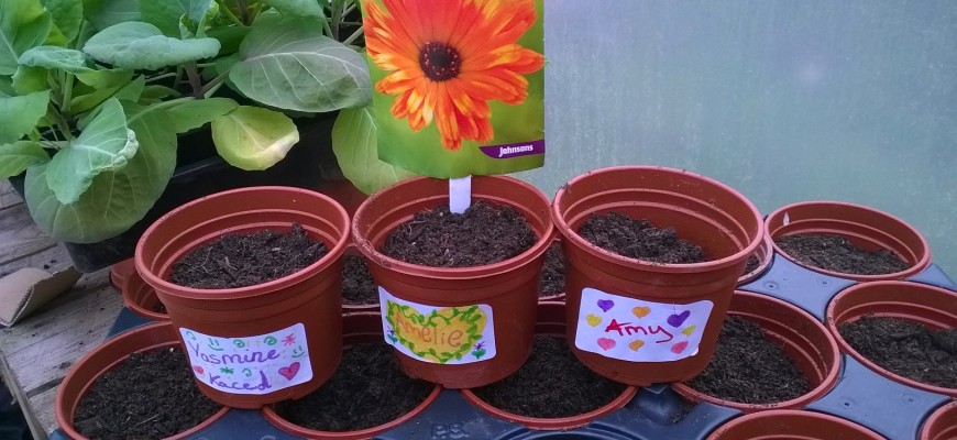 planted calendula seeds in pots